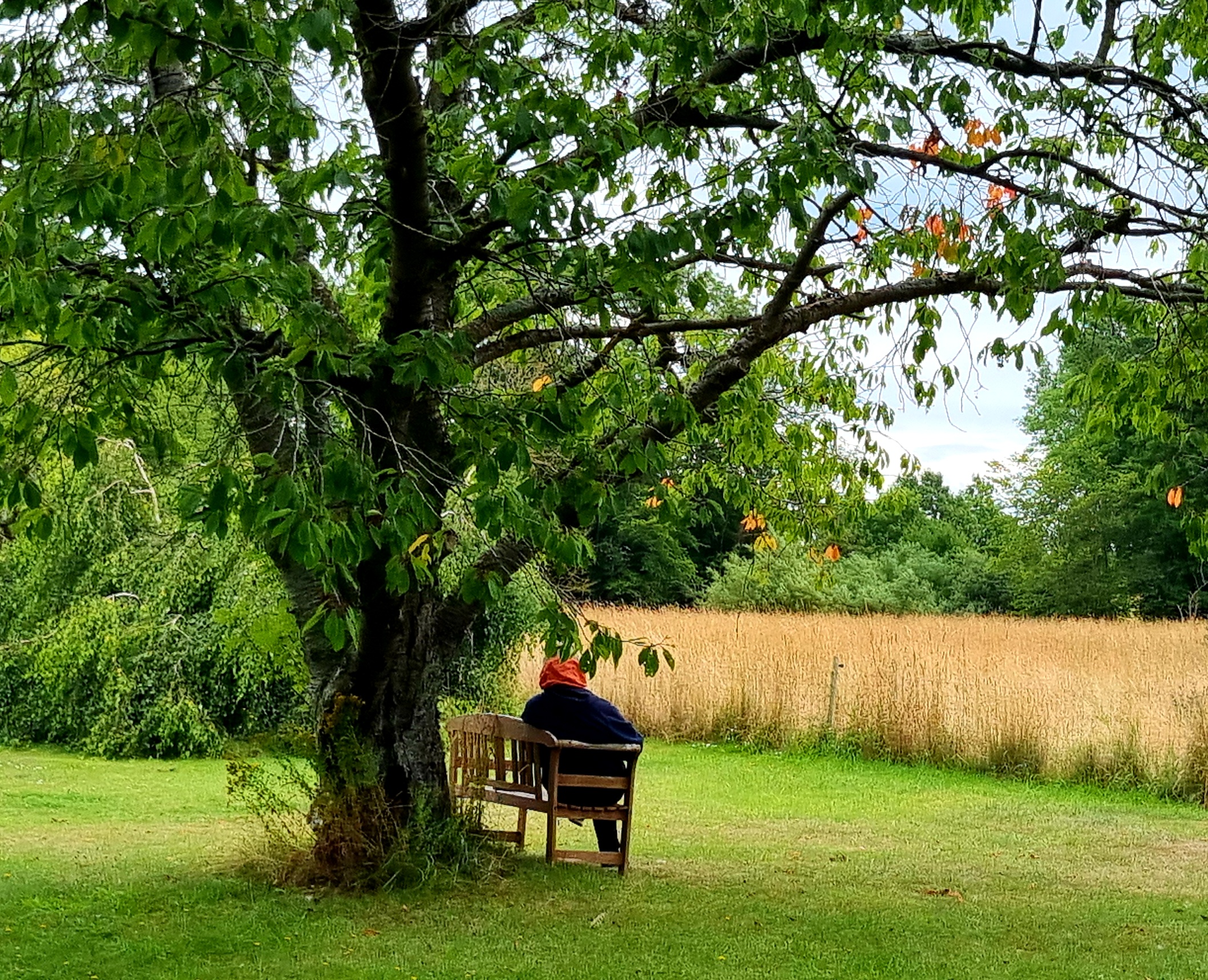 Kirsebærgårdens Have